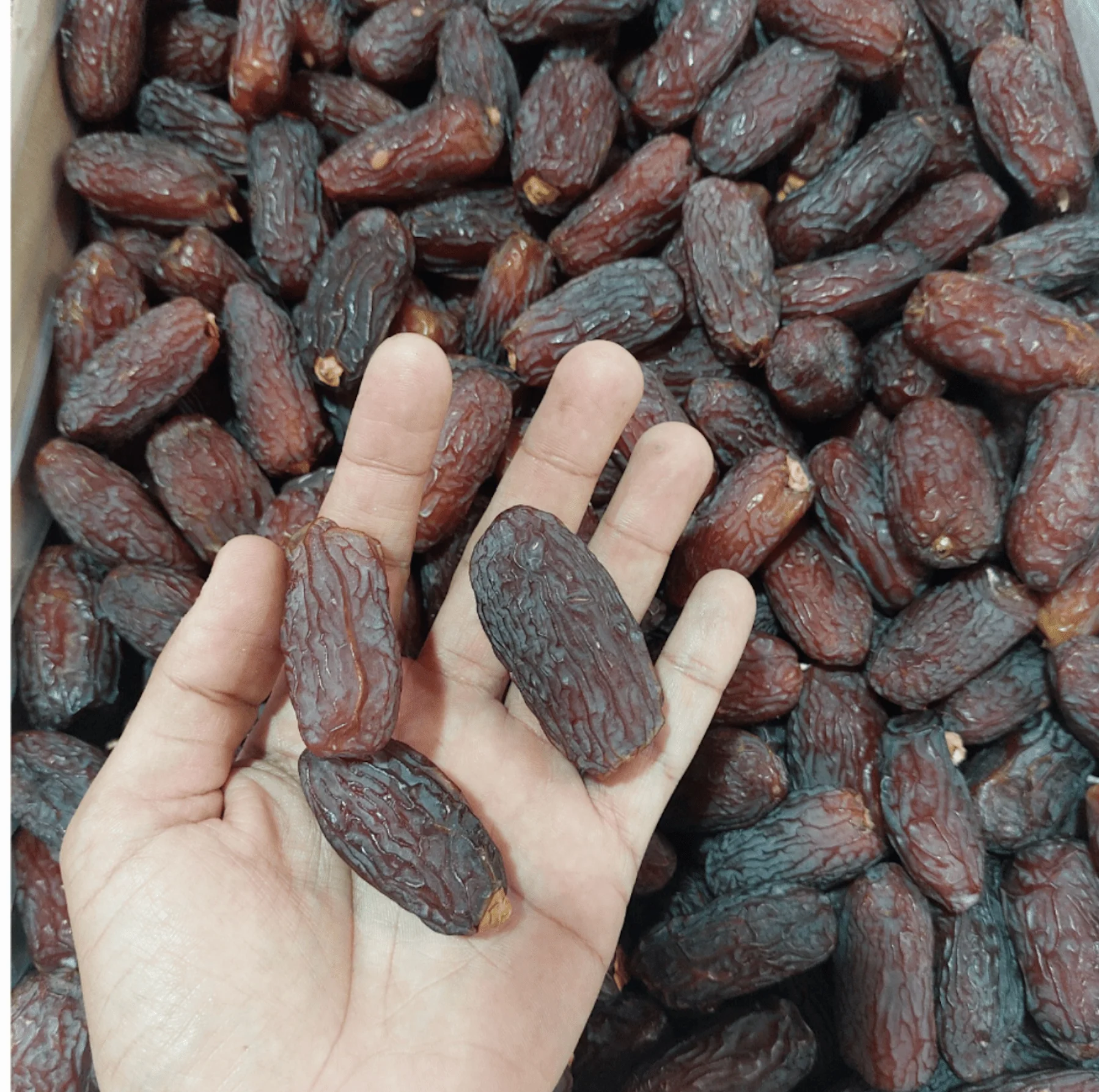 Premium Medjool Dates, Extra Fresh